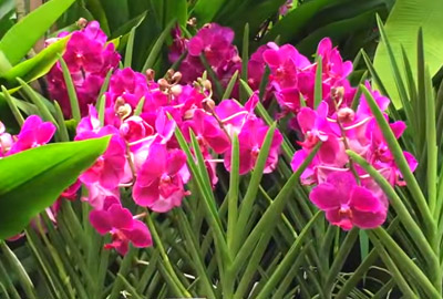 So klappt es mit den Orchideen im Garten - Gartenfräse